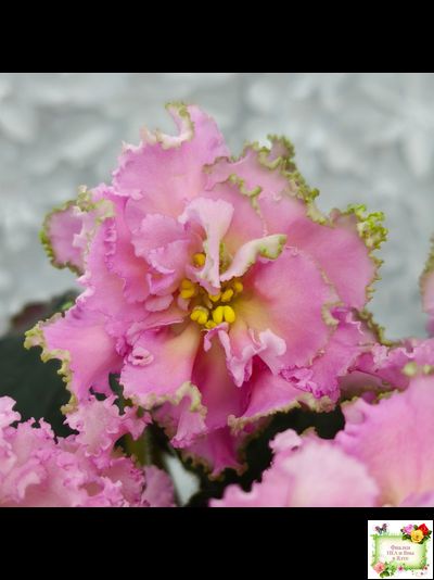 РМ-Саломея (Н. Скорнякова) 2019 г.