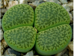 Lithops hookeri (Литопс Хукера)