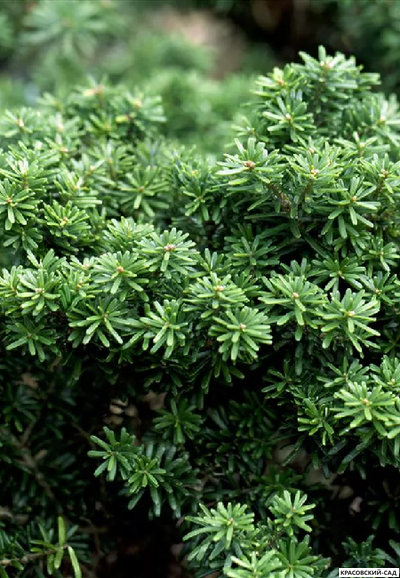 Пихта корейская Цис - фото в саду - красовский-сад.рф
