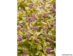 Спирея японская Голден Принцесс - купить в красовский-сад.рф