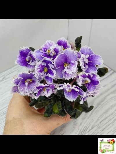 Н-Тет-а-Тет (Н. Бердникова) 2019 г. (лист укоренённый с деткой)