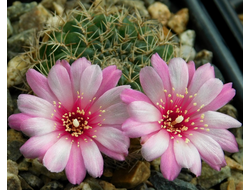 Sulcorebutia purpurea HS 68 - 5 семян