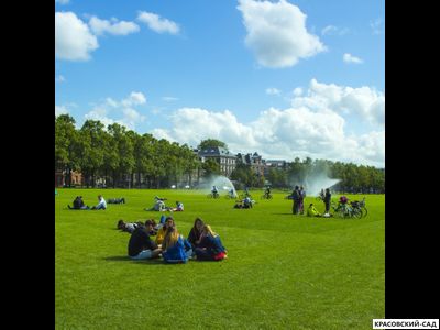 Рулонный газон Городской