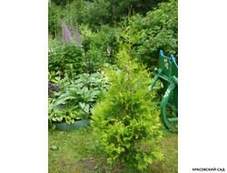 Туя Салланд - Salland