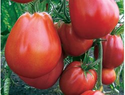 Семена томат Пузата Хата