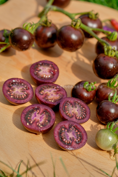 Томат Empress Purple Tomato (Черничный Щербет), 8 шт