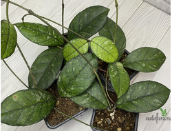 13/12/2024 Hoya Crassipetiolata ‘round leaf’ splash