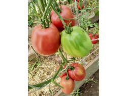 Томат Минусинские бычки