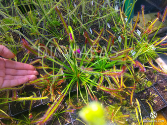 Drosera Capensis Giant