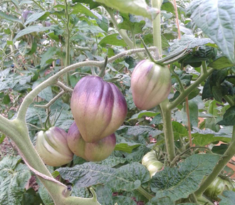 Семена томата Сержант Пеппер бронзовый