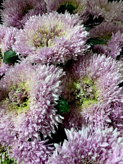 Хризантема одноголовая 15 шт