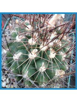 Thelocactus tulensis ssp. kupcakii VZD 123