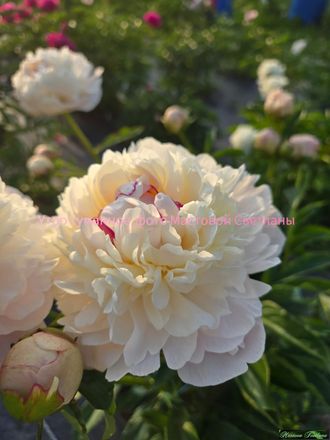 Утро туманное