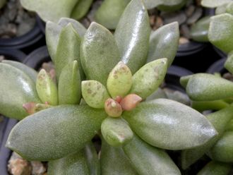 Adromischus hemisphaericus (растение)