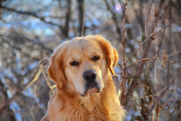 Дизель (Tramin Riesling), голден ретривер