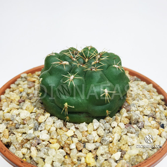 Гимнокалициум Бальда - Gymnocalycium Baldianum, Гимнокалициум Балдианум, высокогорный кактус, красиво цветущий