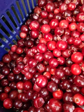 КЛЮКВА свежая, 1литр