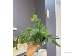 Птерис, асплениум, птицериум и другие папоротники