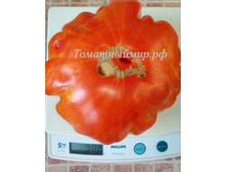 Томат Гигант Фарина (Gigante Farina, Италия)