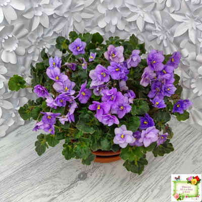 Skagit Victory Trails (W. Lindstrom)  (5659) 01/30/1984 трейлер