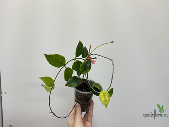 14/02/2025 Hoya Ovalau Island