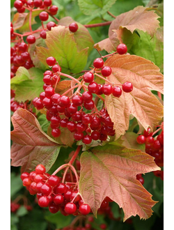 Калина красная обыкн. (позднесп.)