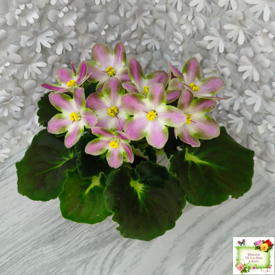 RIV-Амнезия (И. Растегаева) 2024 г.