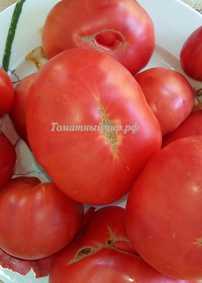 Томат Бой-бой (Boy-boy)