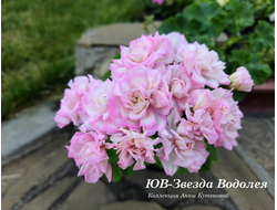 Пеларгония ЮВ_Звезда Водолея