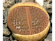 Lithops hookeri C113 (MG) - 10 семян