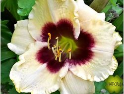 ЛИЛЕЙНИК "ПАНДОРА БОКС" (ЯЩИК ПАНДОРЫ) (кремово-белый с бордо, гофрированный, ароматный) (цветущий саженец)