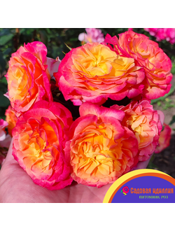 Гартеншпас (Gartenspass)