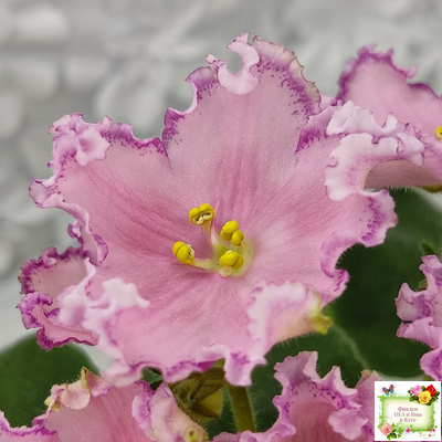 Nik-Хмельное Лето (Н. Булко) 2022 г. (крупная детка)