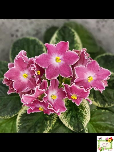 НД-Наталка-Полтавка (Н. Данилова-Суворова) 2018 г.