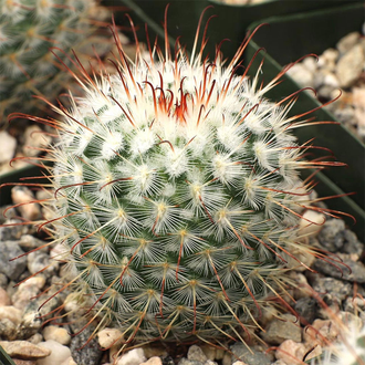 Маммиллярия атласная - Mammillaria Bombycina