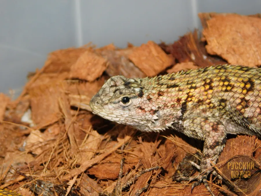 Игуана заборная малахитовая, Sceloporus malachiticus