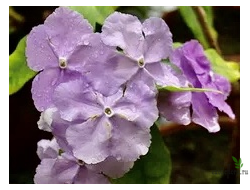 Brunfelsia latifolia compacta