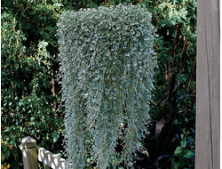 Dichondra Argentea Silver Falls