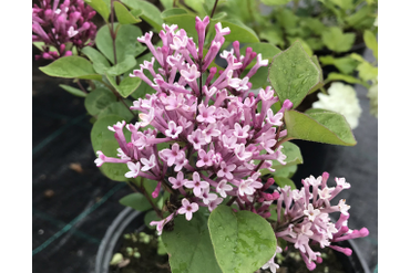 Сирень Мейера Floweresta purple