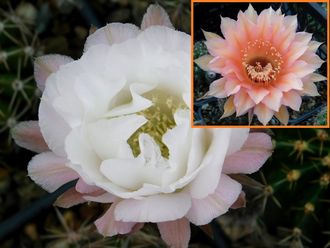 Echinopsis hybrid `Andromeda` x Echinopsis hybrid `Persey` - 5 семян