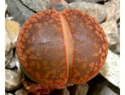 Lithops aucampiae C255