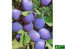 Слива "Хакаский чернослив"