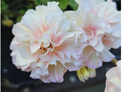 Пеларгония ЮГ-Жизель