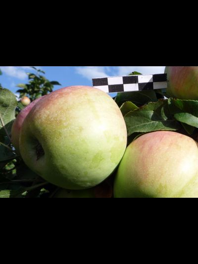 Восторг (яблоня)