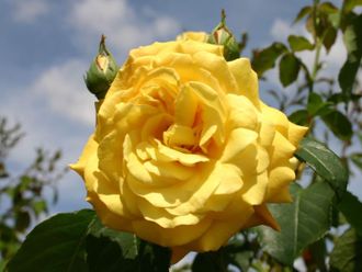 Голдштерн (Goldstern) роза , ЗКС
