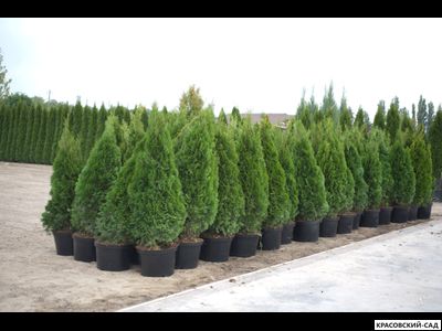 Туя Смарагд - Smaragd 120 см
