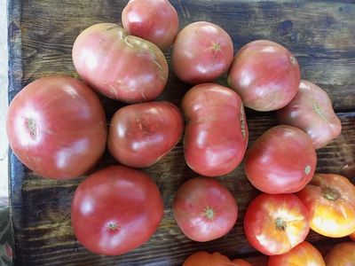 Томат гном ППИ (dwarf PPI)