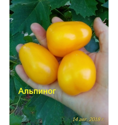Томат Альпиног