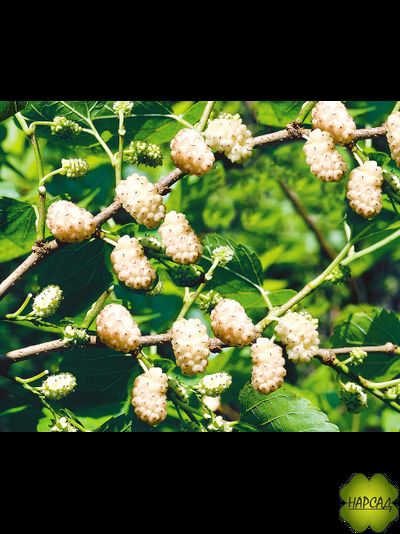 ШЕЛКОВИЦА "СМУГЛЯНКА"