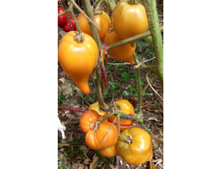 Томат Оранжевый слон минусинский
